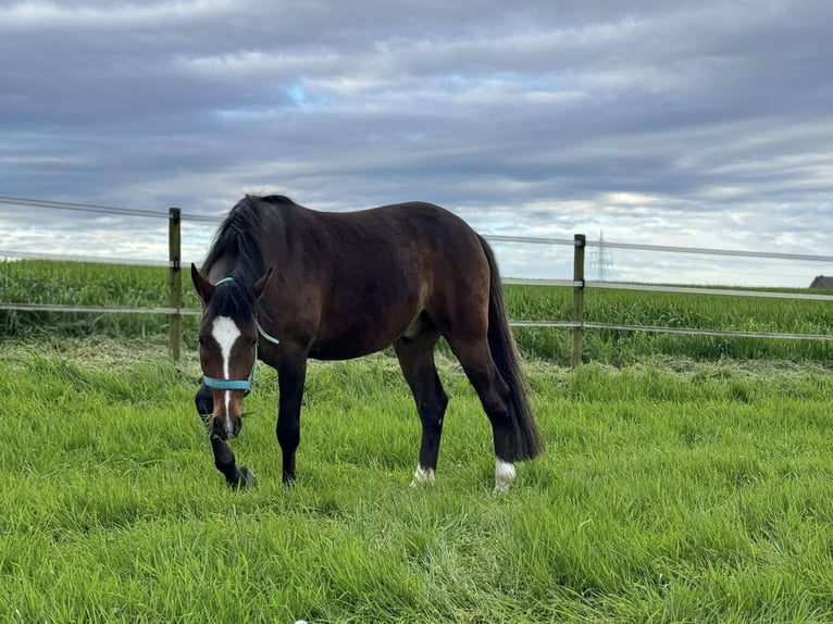 Cavallo da sella tedesco Castrone 6 Anni 155 cm Baio in Mönchengladbach