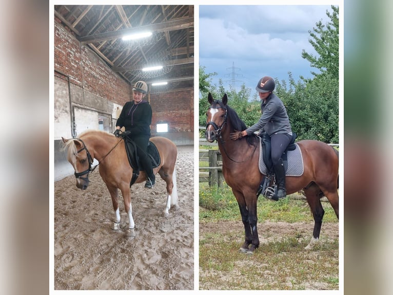 Cavallo da sella tedesco Castrone 6 Anni 155 cm Baio in Mönchengladbach