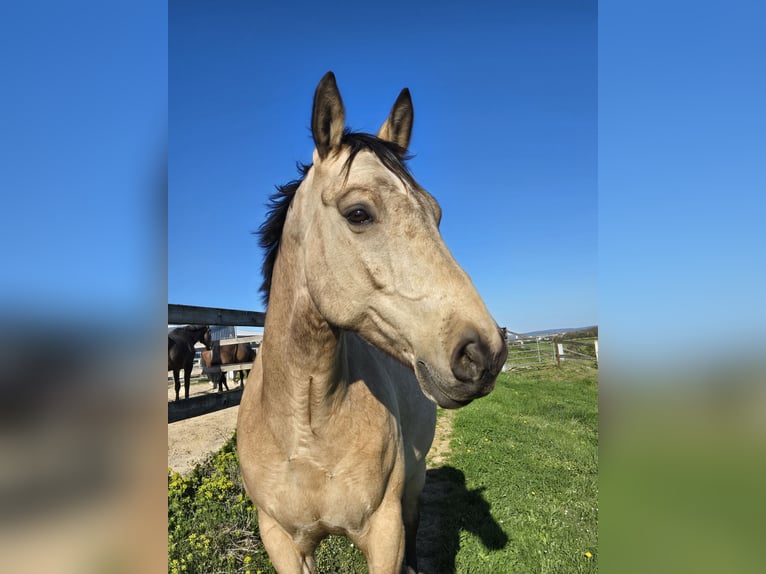Cavallo da sella tedesco Castrone 6 Anni 155 cm Pelle di daino in Saarbr&#xFC;cken