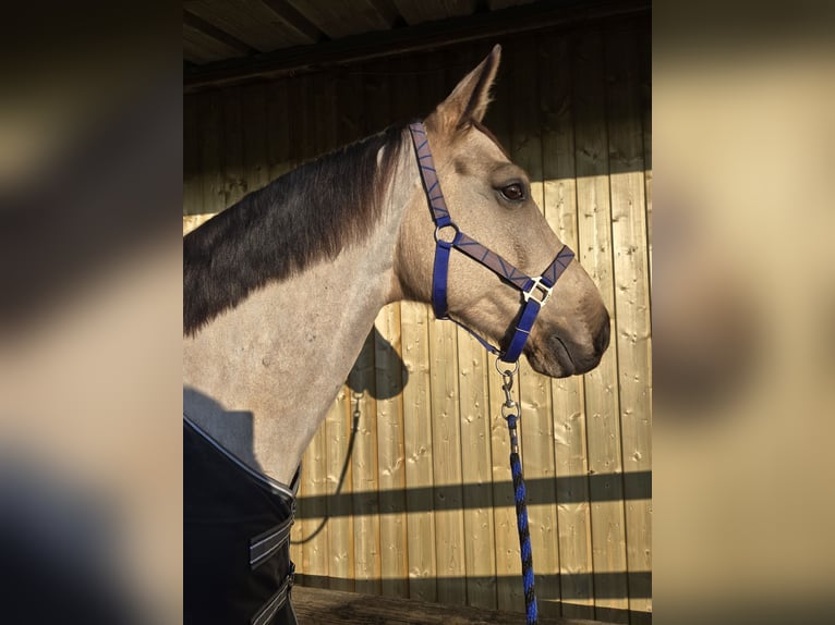 Cavallo da sella tedesco Castrone 6 Anni 155 cm Pelle di daino in Saarbr&#xFC;cken