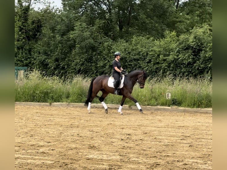Cavallo da sella tedesco Castrone 6 Anni 156 cm Baio in &#xDC;bach-Palenberg