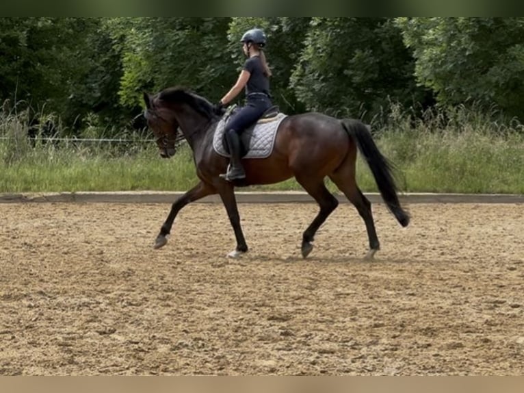 Cavallo da sella tedesco Castrone 6 Anni 156 cm Baio in &#xDC;bach-Palenberg