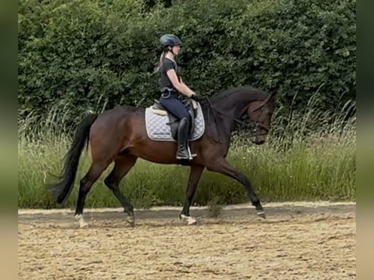 Cavallo da sella tedesco Castrone 6 Anni 156 cm Baio in &#xDC;bach-Palenberg