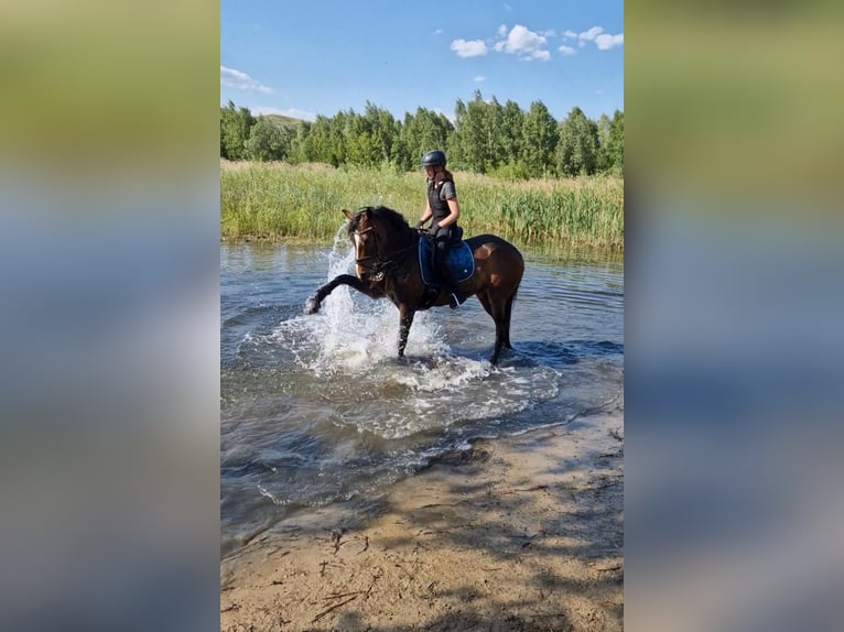 Cavallo da sella tedesco Castrone 6 Anni 158 cm Baio in Blankenfelde