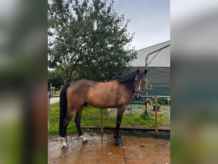 Cavallo da sella tedesco Castrone 6 Anni 158 cm Baio in Blankenfelde