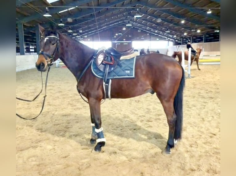 Cavallo da sella tedesco Castrone 6 Anni 160 cm Baio in Pelmberg