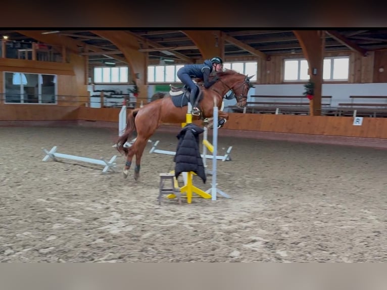 Cavallo da sella tedesco Castrone 6 Anni 162 cm Sauro in Martfeld