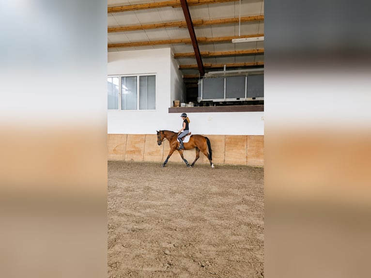 Cavallo da sella tedesco Mix Castrone 6 Anni 163 cm Baio in Verl