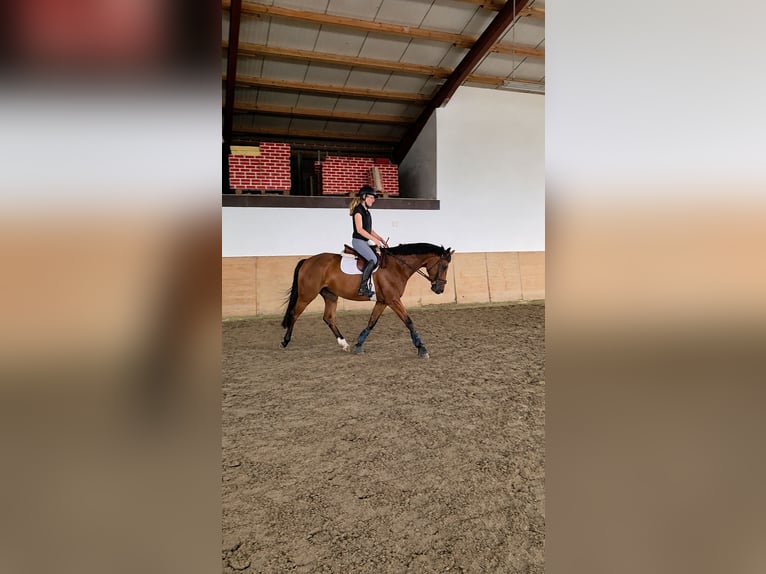 Cavallo da sella tedesco Mix Castrone 6 Anni 163 cm Baio in Verl
