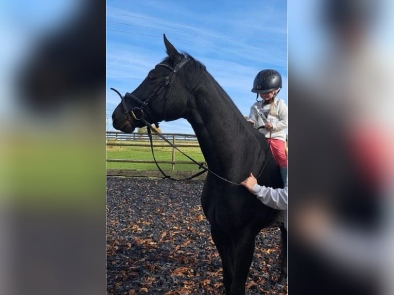 Cavallo da sella tedesco Castrone 6 Anni 165 cm Morello in Münchberg Cavallo da sella tedesco Castrone 6 Anni 165 cm Morello in Münchberg