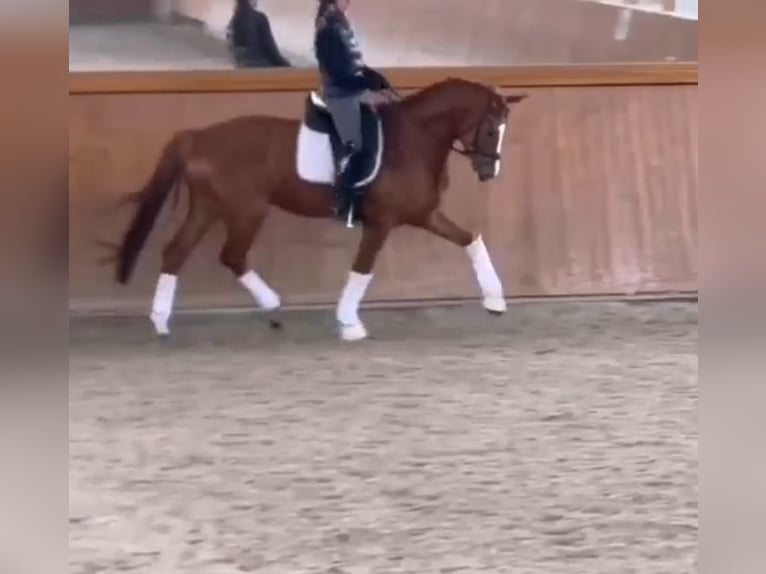 Cavallo da sella tedesco Castrone 6 Anni 165 cm Sauro in Drensteinfurt