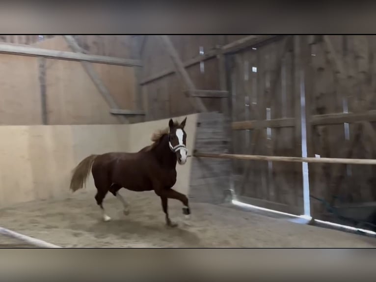 Cavallo da sella tedesco Castrone 6 Anni 165 cm Sauro in Holzheim
