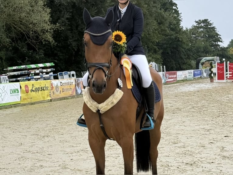 Cavallo da sella tedesco Castrone 6 Anni 166 cm Baio chiaro in Verl