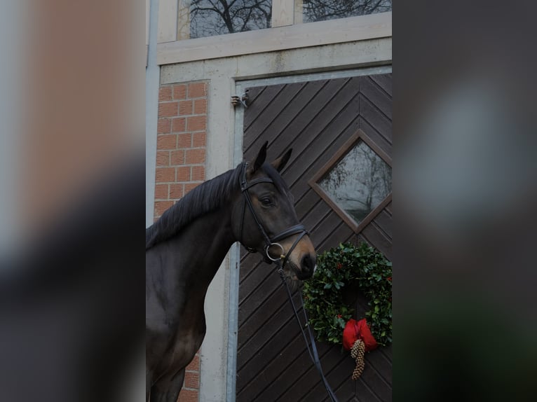 Cavallo da sella tedesco Castrone 6 Anni 167 cm Baio scuro in Voerde