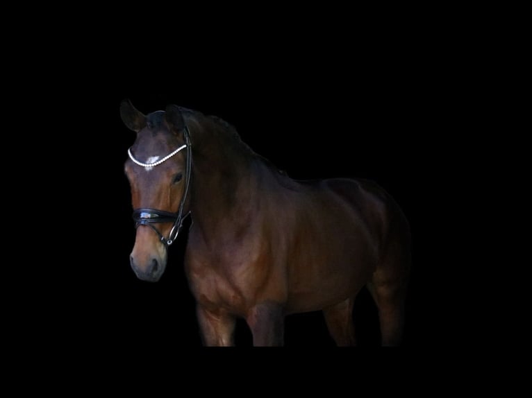 Cavallo da sella tedesco Castrone 6 Anni 168 cm Baio in Recke, bei Osnabrück