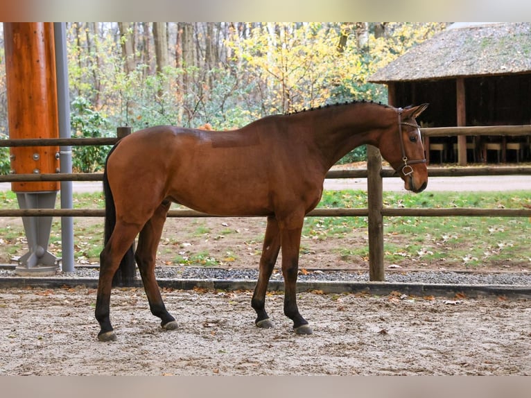 Cavallo da sella tedesco Castrone 6 Anni 168 cm Baio in GROTE-BROGEL