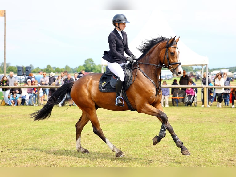Cavallo da sella tedesco Castrone 6 Anni 168 cm Baio in Lengenfeld