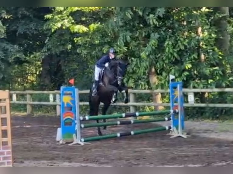 Cavallo da sella tedesco Castrone 6 Anni 168 cm Baio scuro in RhedeRhede