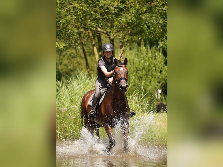 Cavallo da sella tedesco Castrone 6 Anni 170 cm Baio in Dorsten