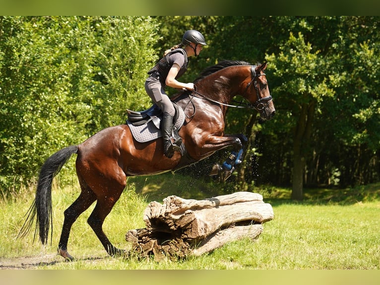 Cavallo da sella tedesco Castrone 6 Anni 170 cm Baio in Dorsten