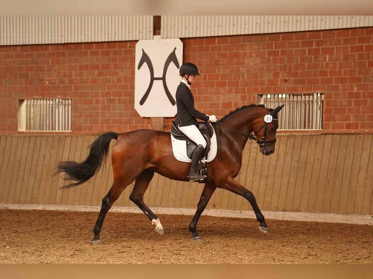 Cavallo da sella tedesco Castrone 6 Anni 170 cm Baio in Dorsten