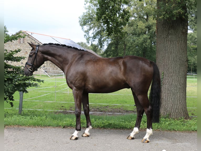 Cavallo da sella tedesco Castrone 6 Anni 170 cm Morello in Recke, bei Osnabrück