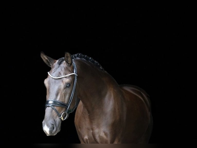 Cavallo da sella tedesco Castrone 6 Anni 170 cm Morello in Recke, bei Osnabrück