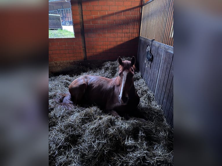 Cavallo da sella tedesco Castrone 6 Anni 170 cm Sauro in Bochum