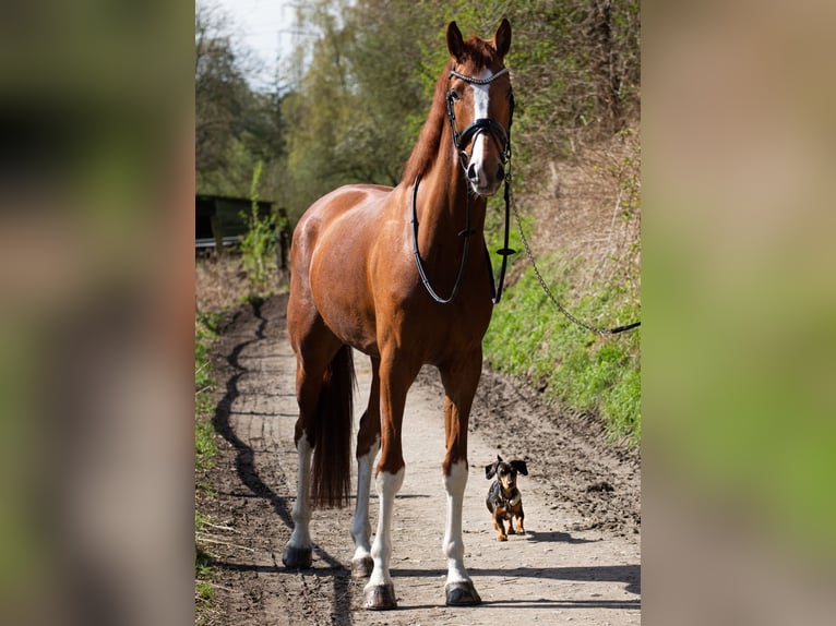 Cavallo da sella tedesco Castrone 6 Anni 170 cm Sauro in Bochum