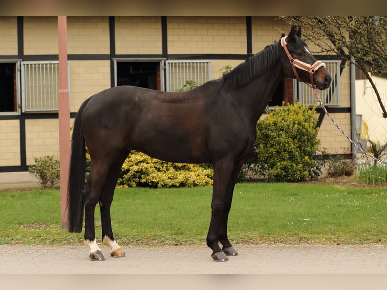 Cavallo da sella tedesco Castrone 6 Anni 172 cm Baio nero in Bergisch Gladbach