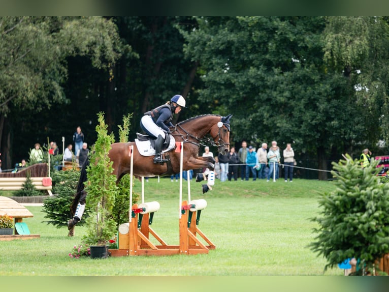 Cavallo da sella tedesco Castrone 6 Anni 173 cm Baio in Neißeaue