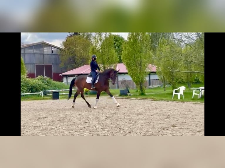 Cavallo da sella tedesco Castrone 6 Anni 173 cm Baio scuro in Verden (Aller)