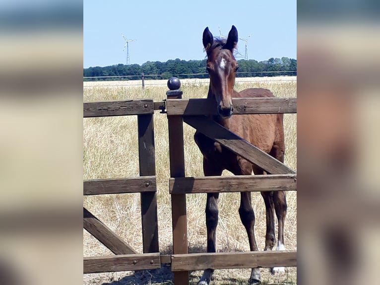 Cavallo da sella tedesco Castrone 6 Anni 173 cm Baio scuro in Verden (Aller)