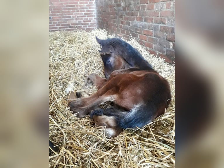 Cavallo da sella tedesco Castrone 6 Anni 173 cm Baio scuro in Verden (Aller)