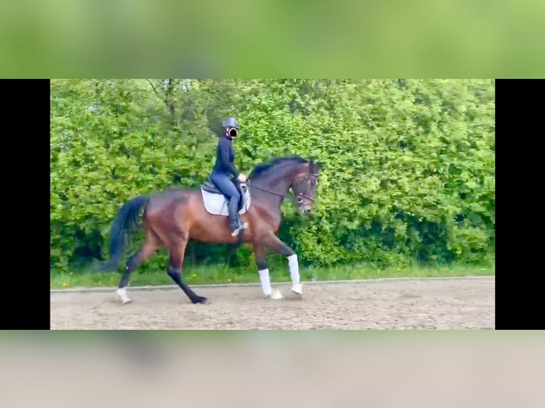 Cavallo da sella tedesco Castrone 6 Anni 173 cm Baio scuro in Verden (Aller)