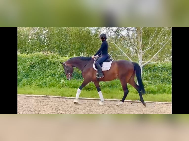 Cavallo da sella tedesco Castrone 6 Anni 173 cm Baio scuro in Verden (Aller)