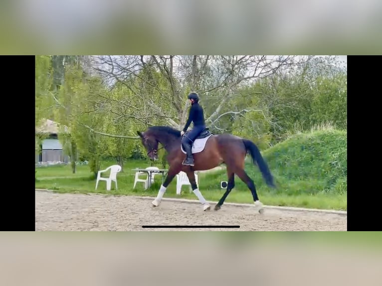 Cavallo da sella tedesco Castrone 6 Anni 173 cm Baio scuro in Verden (Aller)