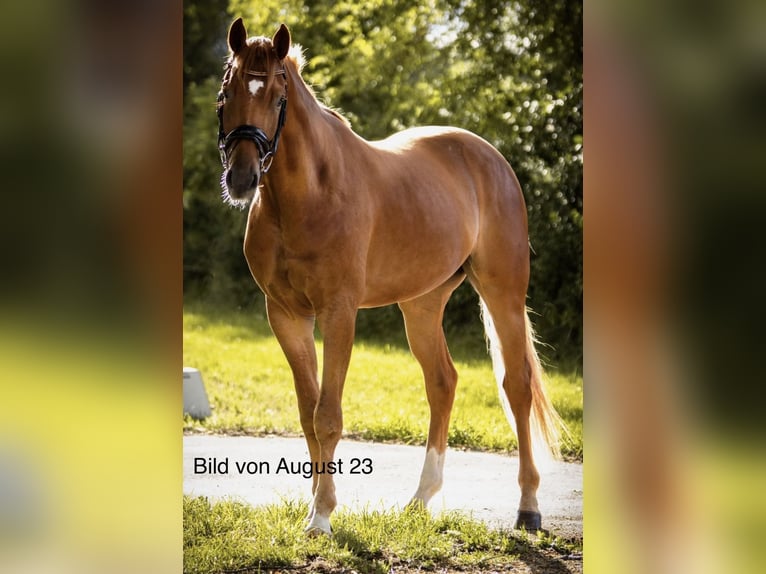 Cavallo da sella tedesco Castrone 6 Anni 173 cm Sauro in Marktredwitz