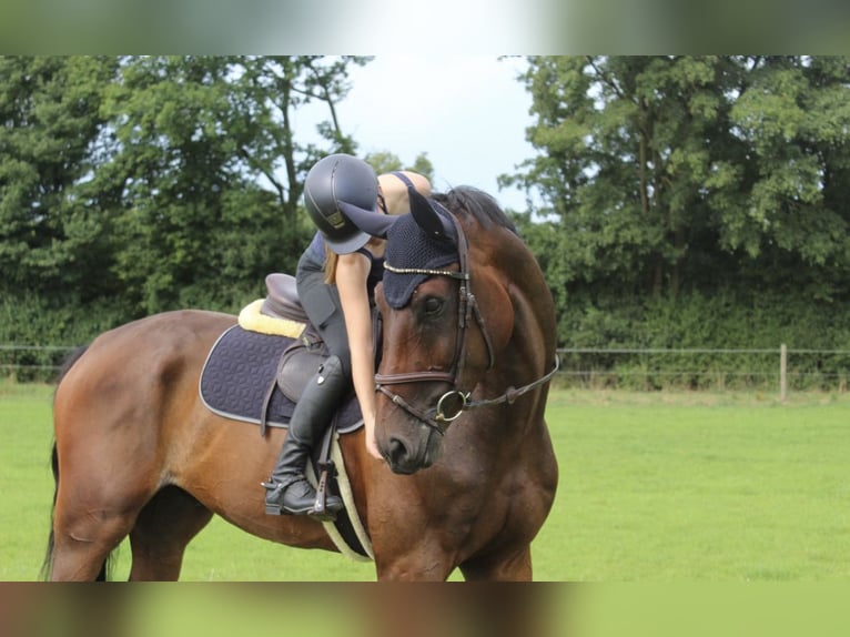 Cavallo da sella tedesco Castrone 6 Anni 174 cm Baio scuro in Ascheberg