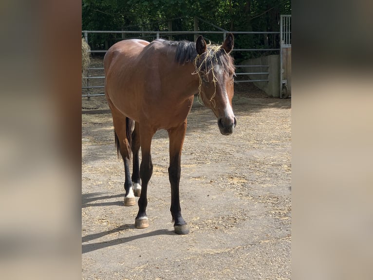 Cavallo da sella tedesco Mix Castrone 6 Anni 175 cm Baio in Bad Schussenried