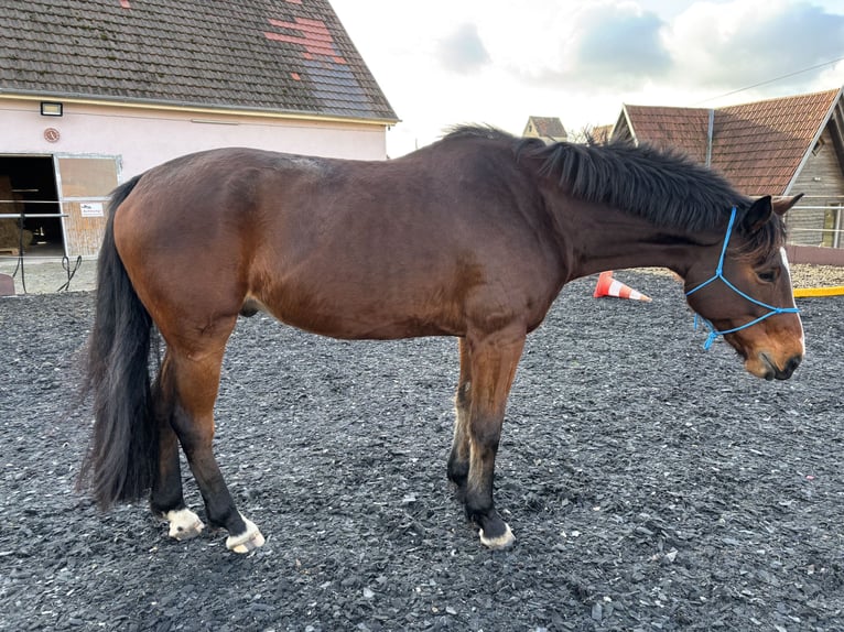 Cavallo da sella tedesco Mix Castrone 6 Anni 175 cm Baio in Bad Schussenried