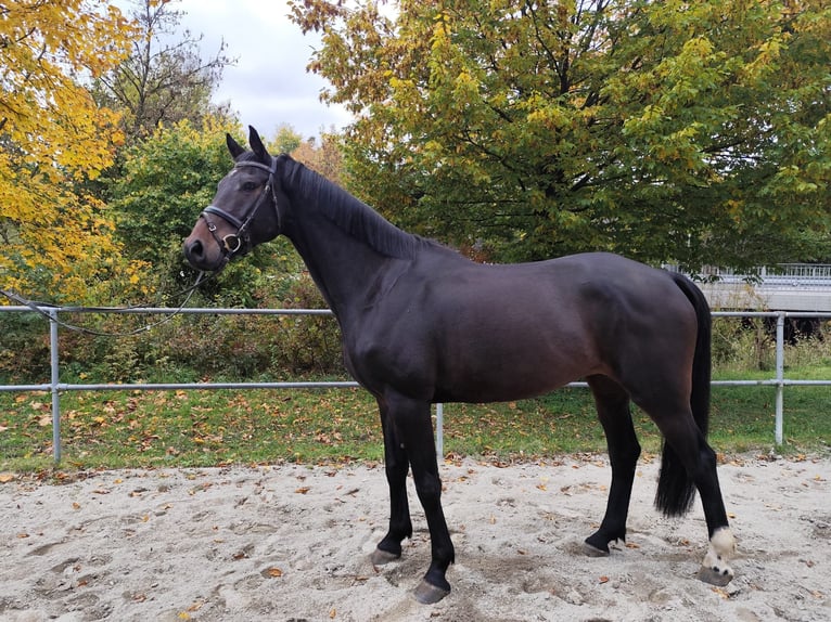 Cavallo da sella tedesco Castrone 6 Anni 175 cm Baio nero in Bad Waldsee