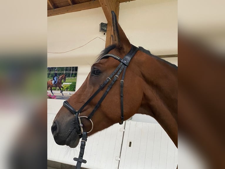 Cavallo da sella tedesco Castrone 6 Anni 177 cm Baio in Stetten am kalten Markt