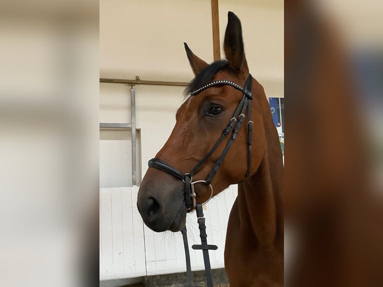 Cavallo da sella tedesco Castrone 6 Anni 177 cm Baio in Stetten am kalten Markt