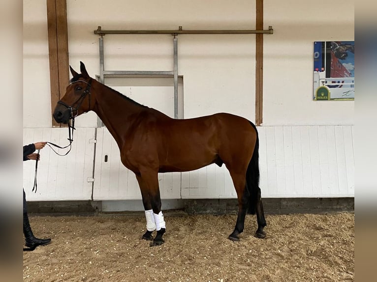 Cavallo da sella tedesco Castrone 6 Anni 177 cm Baio in Stetten am kalten Markt