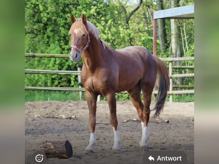 Cavallo da sella tedesco Castrone 6 Anni Sauro in Penig
