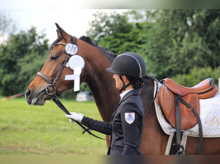 Cavallo da sella tedesco Castrone 7 Anni 148 cm Baio in Filderstadt