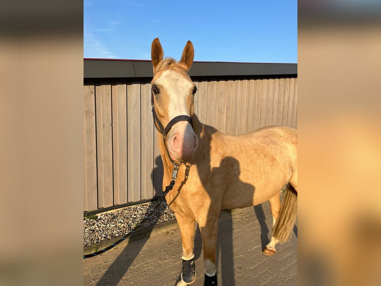 Cavallo da sella tedesco Castrone 7 Anni 149 cm Palomino in Klein Gladebrügge