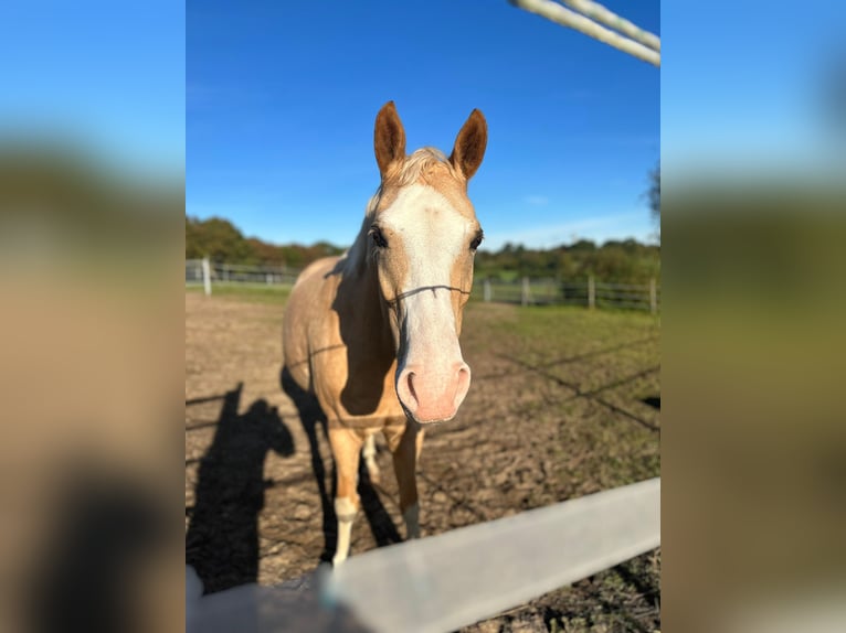 Cavallo da sella tedesco Castrone 7 Anni 149 cm Palomino in Klein Gladebrügge