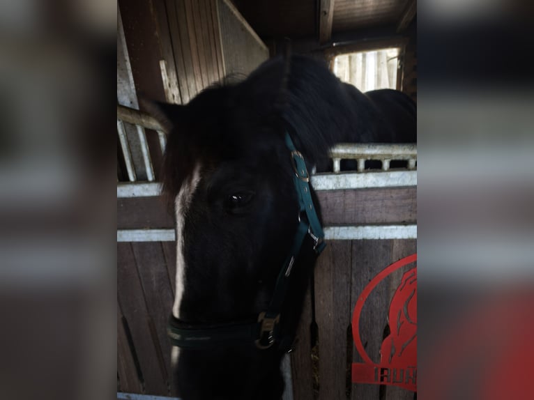 Cavallo da sella tedesco Castrone 7 Anni 152 cm Morello in Limbach oberfrohna